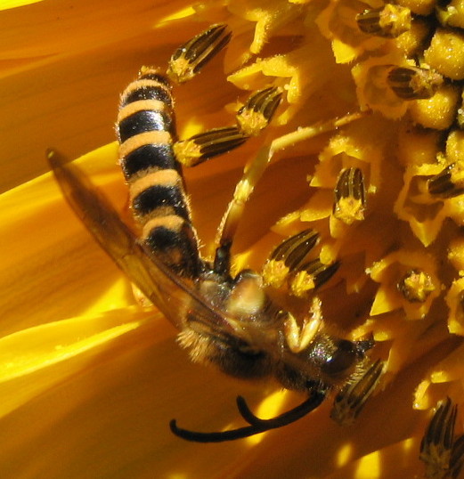 Halictus scabiosae M. (Apidae Halictinae)